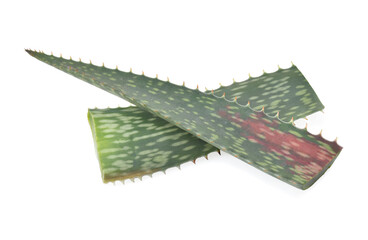 Aloe Vera leaf isolated on white background.