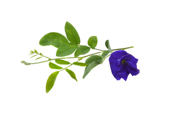 Butterfly Pea isolated on white background