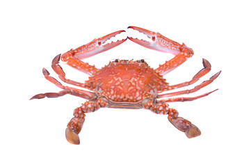 horse crab isolated on white background