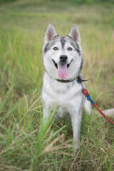 Siberian husky sitting in grassy field with leash, smiling dog looking at camera, tongue out, outdoor pet portrait with soft natural light and bokeh © macknimal