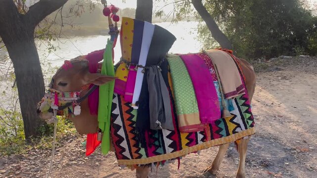 Happy Pongal religious traditional festival of south Indian cow with traditional decoration	at lake side in village in south india