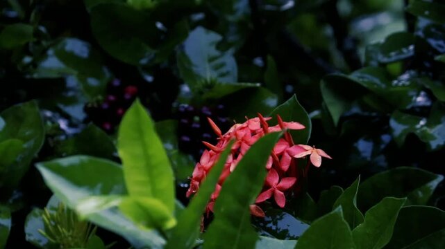 Heavy rain falling on wet green caladium leaves in a dark moody tropical garden during storm