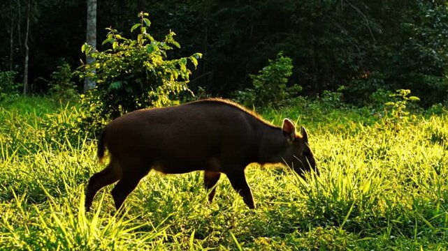 A wild deer-like animal gracefully walks through a sunlit clearing, foraging amongst lush green grass and vibrant foliage. The scene is bathed in a warm, golden light, possibly during dawn or dusk, cr