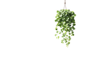 Hanging Green Leafy Plant Cluster with Variegated White Edges Against Black Background leaves