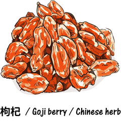 Hand-Drawn Pile of dried goji berries wolfberry lycium barbarum traditional chinese medicine herb