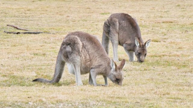 Two kangaroos eating in a field