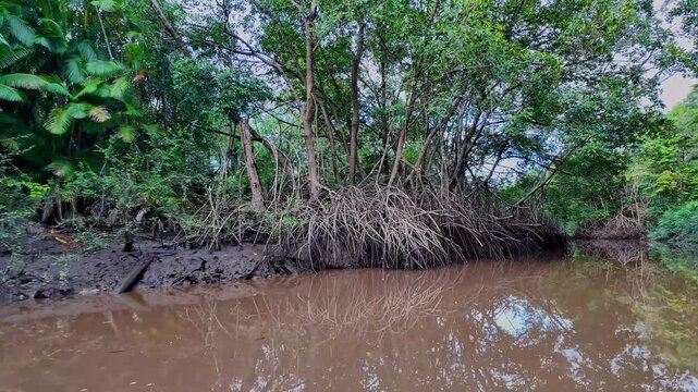 Boat trip on the Igarape do Urubu River, Delta das Americas, Ilha das Canarias, Brazil. Amazon Rainforest. South America