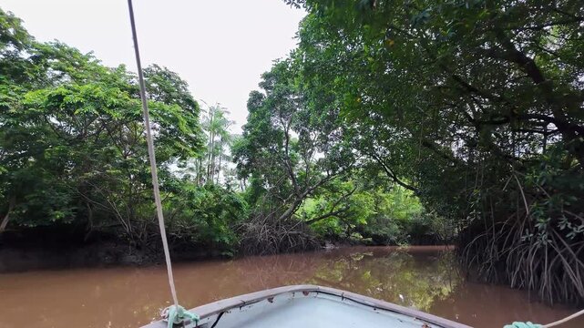 Boat trip on the Igarape do Urubu River, Delta das Americas, Ilha das Canarias, Brazil. Amazon Rainforest. South America