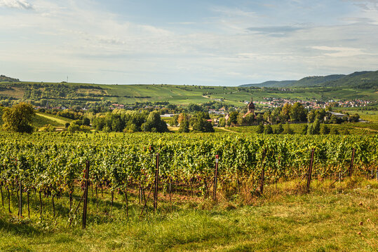 Vineyards and wine villages of Siebeldingen and Birkweiler along the German Wine Route, Palatinate, Germany