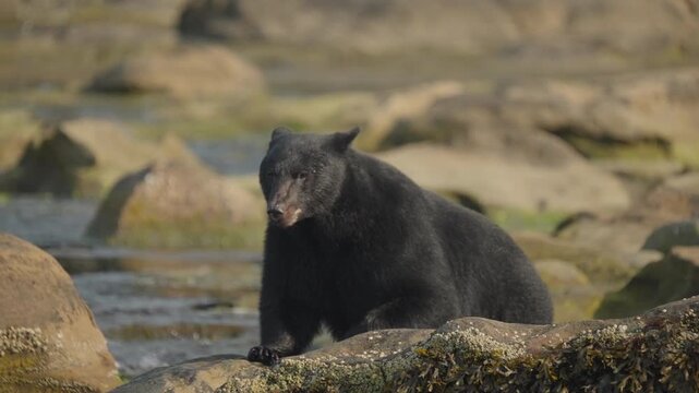 Black bear in British Columbia, Canada catching fish along the beach and rocks as they fill up for hibernation and winter time.