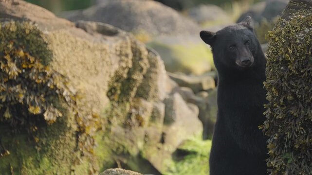 Black bear in British Columbia, Canada catching fish along the beach and rocks as they fill up for hibernation and winter time.