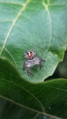 Fototapeta premium spider on leaf