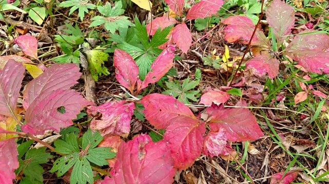 a vibrant patch of red and pink autumn leaves spread across the forest floor, surrounded by green ground plants, thin grass blades, and dry leaf litter. the natural texture, visible veins, and slightl