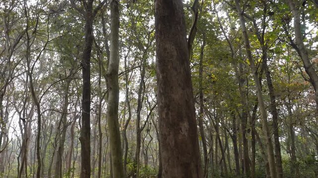 Sunlit Forest Canopy with Tall Trees and Dense Foliage
