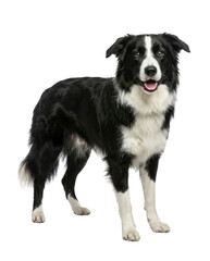 Fototapeta premium Black and White Border Collie Dog Standing Isolated on White Background