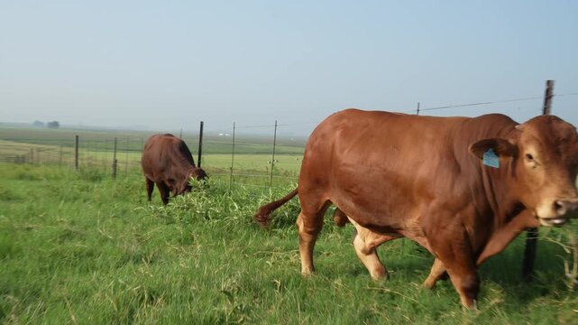 Droughtmaster Cows and Bulls Grazing Calmly in Grassland, Resilient Beef Cattle in Natural Farm Environment