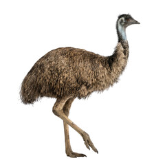 Emu Bird Walking Isolated on White Background