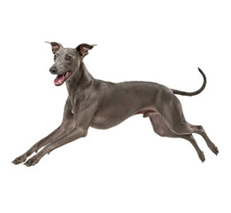 Obraz premium Grey Italian Greyhound Dog Running Isolated on White Background