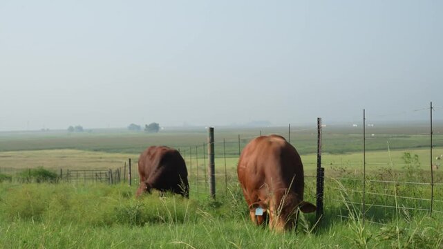 Droughtmaster Cows and Bulls Grazing Calmly in Grassland, Resilient Beef Cattle in Natural Farm Environment
