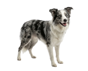 Blue Merle Border Collie Dog Standing on White Background