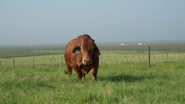 Droughtmaster Cows and Bulls Grazing Calmly in Grassland, Resilient Beef Cattle in Natural Farm Environment