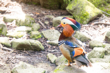 オシドリのオス