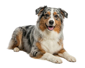 Happy Australian Shepherd Dog Lying Down Isolated on White Background