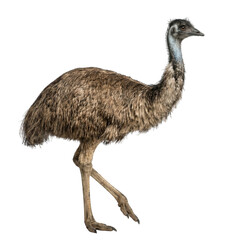 Emu Walking Side View Isolated on White Background