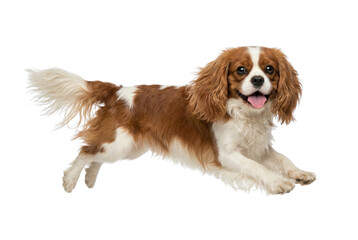 Fototapeta premium Happy Cavalier King Charles Spaniel Dog Jumping on White Background