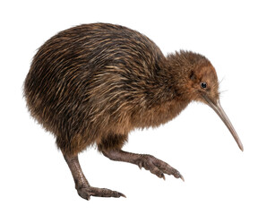 Brown Kiwi Bird Isolated on White Background