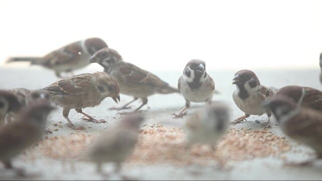 Feathered Friends' Feast: A gathering of sparrows engrossed in a shared meal, showcasing their intimate interactions and the beauty of avian camaraderie in this detailed capture.