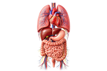 Human internal organs anatomy showing heart lungs liver stomach intestines vascular nervous system detailed medical illustration isolated on white background