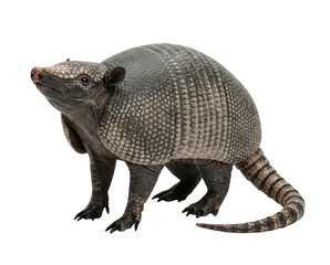 Obraz premium Grey Armadillo with Scaly Shell Isolated on White Background