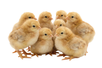 Group of Nine Fluffy Yellow Baby Chicks Isolated on White Background