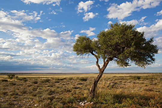 Acacia tree in Kalahari savanna landscape under blue sky Botswana