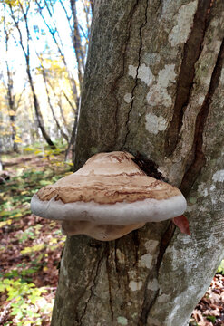 natural mosses and saprophytic fungi on wood during the period of development and maturation