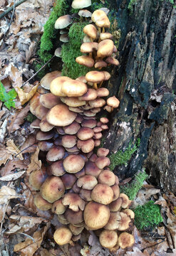 natural mosses and saprophytic fungi on wood during the period of development and maturation