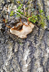 natural mosses and saprophytic fungi on wood during the period of development and maturation