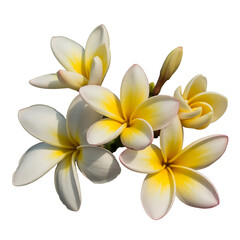Obraz premium A cluster of white and yellow plumeria flowers on transparent background