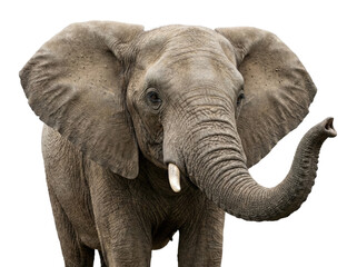 Obraz premium African elephant with raised trunk and visible tusk, realistic wildlife cutout, Isolated on transparent background, png