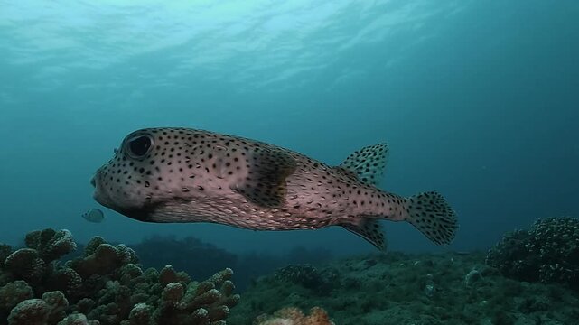 Large porcupinefish, diodon, swims in side view above coral reef. Diodon hystrix glides calmly with visible spines, mid shot in clear tropical water.