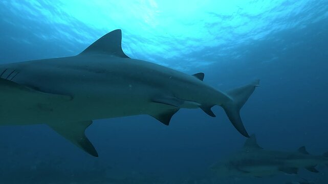 An impressive male bull shark, identifiable by its claspers, circles above the camera in open water, showing power, dominance, and the intimidating presence of this apex predator.