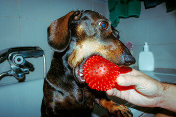 Dachshund playing with red toy ball during bath in bathtub