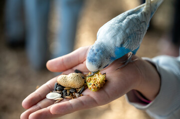 Blue budgerigar Melopsittacus undulatus eating seeds from child hand, cute pet bird interaction