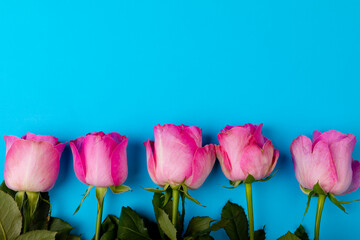 Overhead view of fresh pink roses by each other with copy space on blue background © wavebreak3