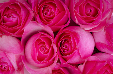 Full frame shot of fresh aromatic pink roses blooming bunch, closeup of beautiful flowers