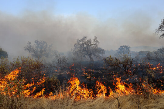 front of a forest fire burning scrubland