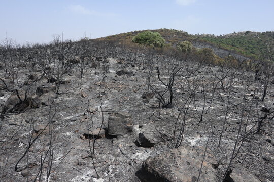 State of the mountains the day after a forest fire