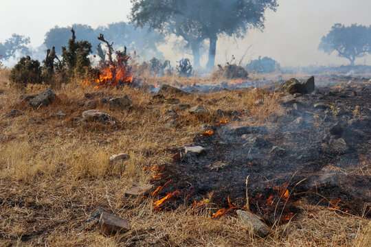 meadow burning in a forest fire