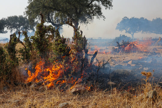 Forest fire burns vegetation in the meadow